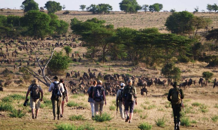 Walking Safari