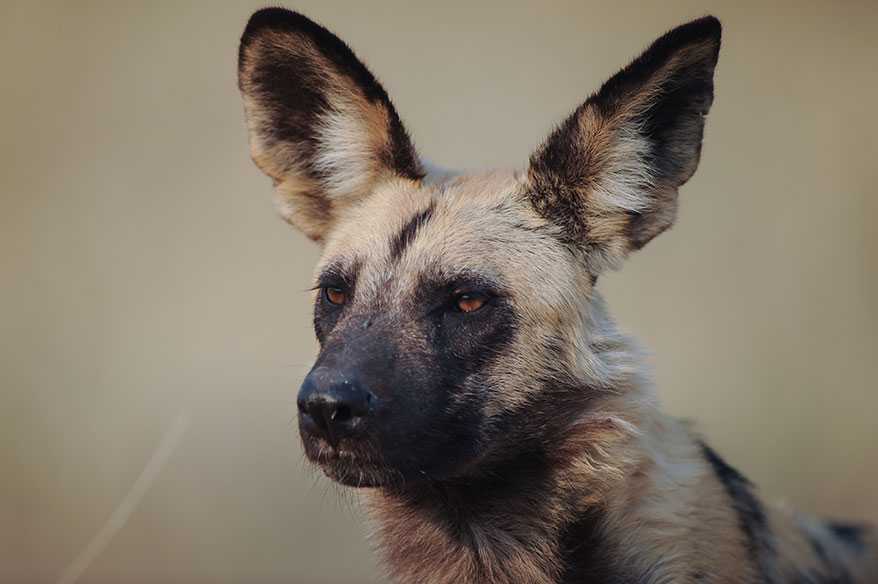 A rare encounter with the Painted Wolves