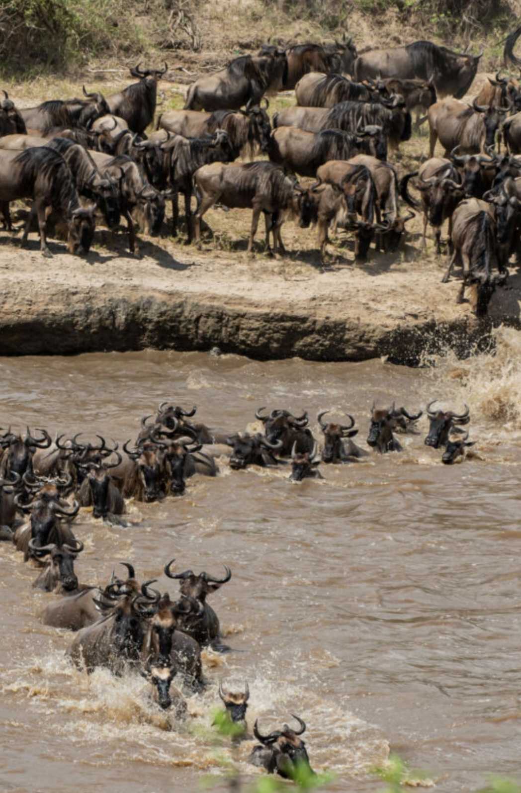 AUTHENTIC GREAT MIGRATION &  BIG 5 SAFARI